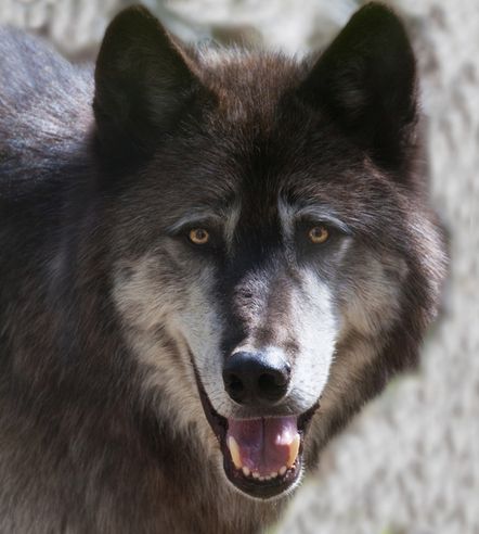 mt. mckinley timber wolf