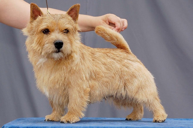 norfolk terrier breed standard