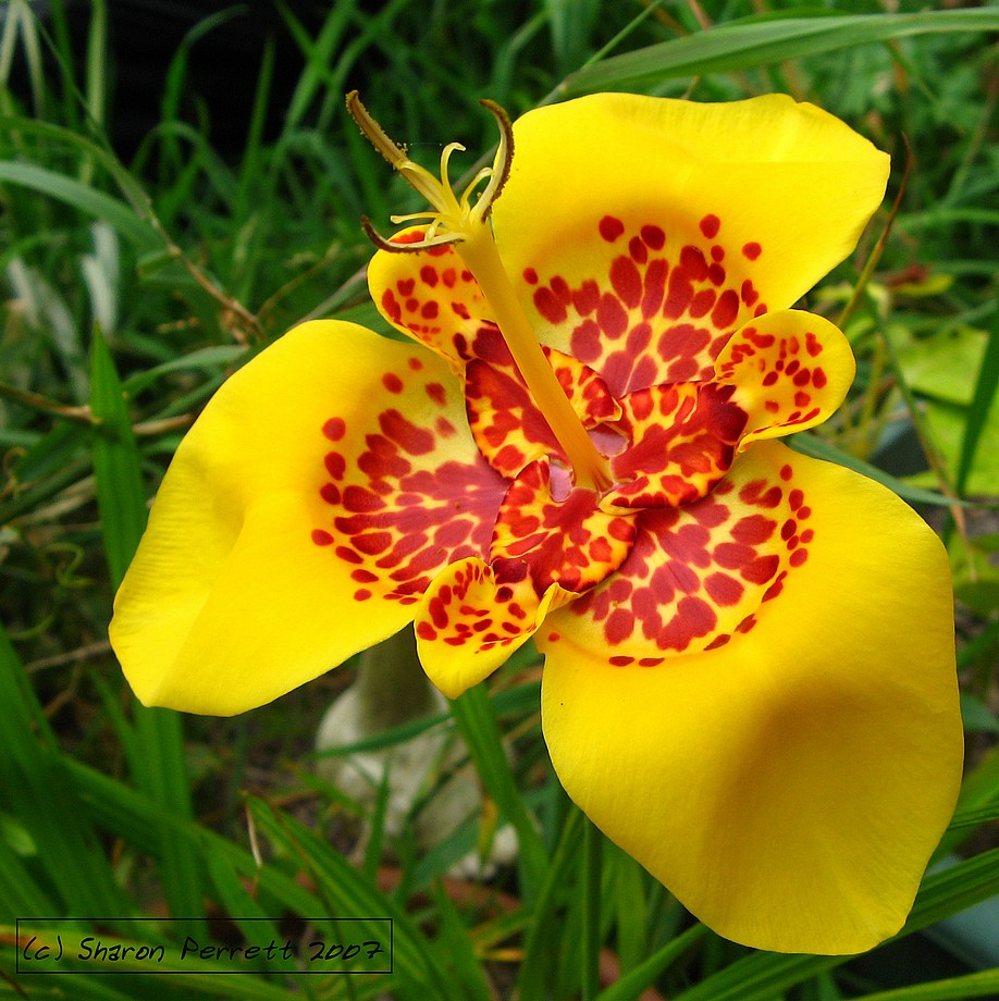  p>虎皮花(学名: i>tigridia pavonia /i> (l. f.) ker-gawl.