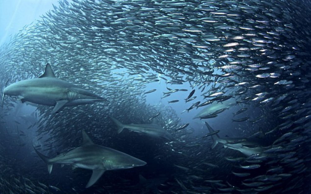  p>太平洋(pacific ocean)是世界上最大,最深,边缘海和岛屿最多的大洋