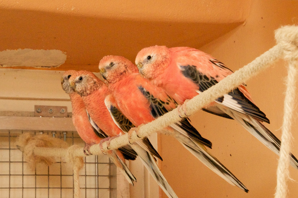 伯克氏粉色鹦鹉