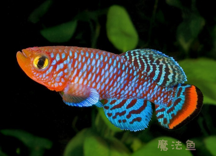 魔法鱼
