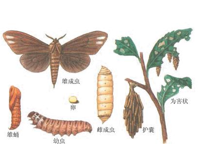  p>蓑蛾科(psychidae),属鳞翅目,雌雄异型.