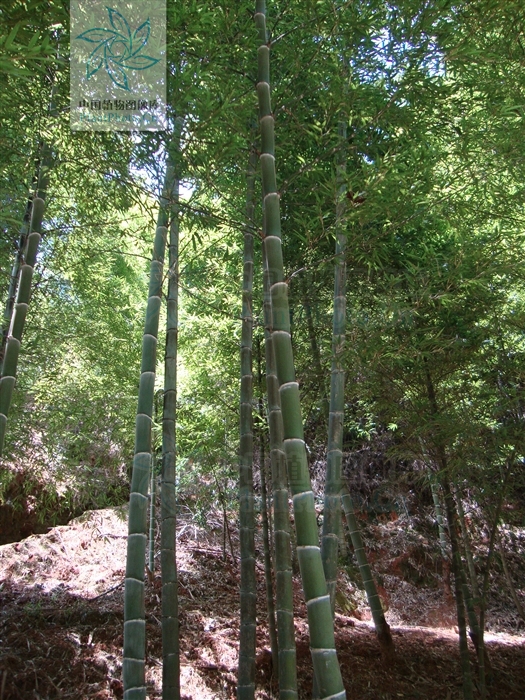  p>强竹(学名:phyllostachys heterocycla cv.