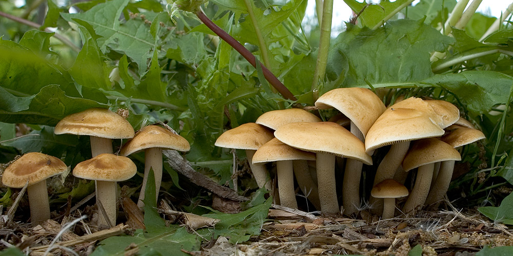  p>无环田头菇 拉丁学名:agrocyhe farinacea hongo 中文别名: 同物异