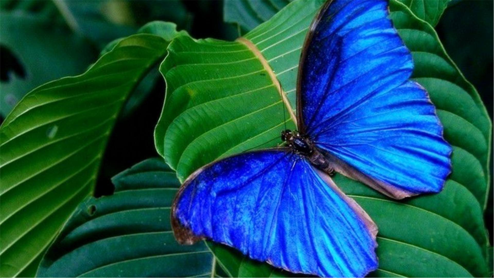  p>双列闪蝶, i>morpho achilles /i> (linnaeus, 1758),鳞翅目 a