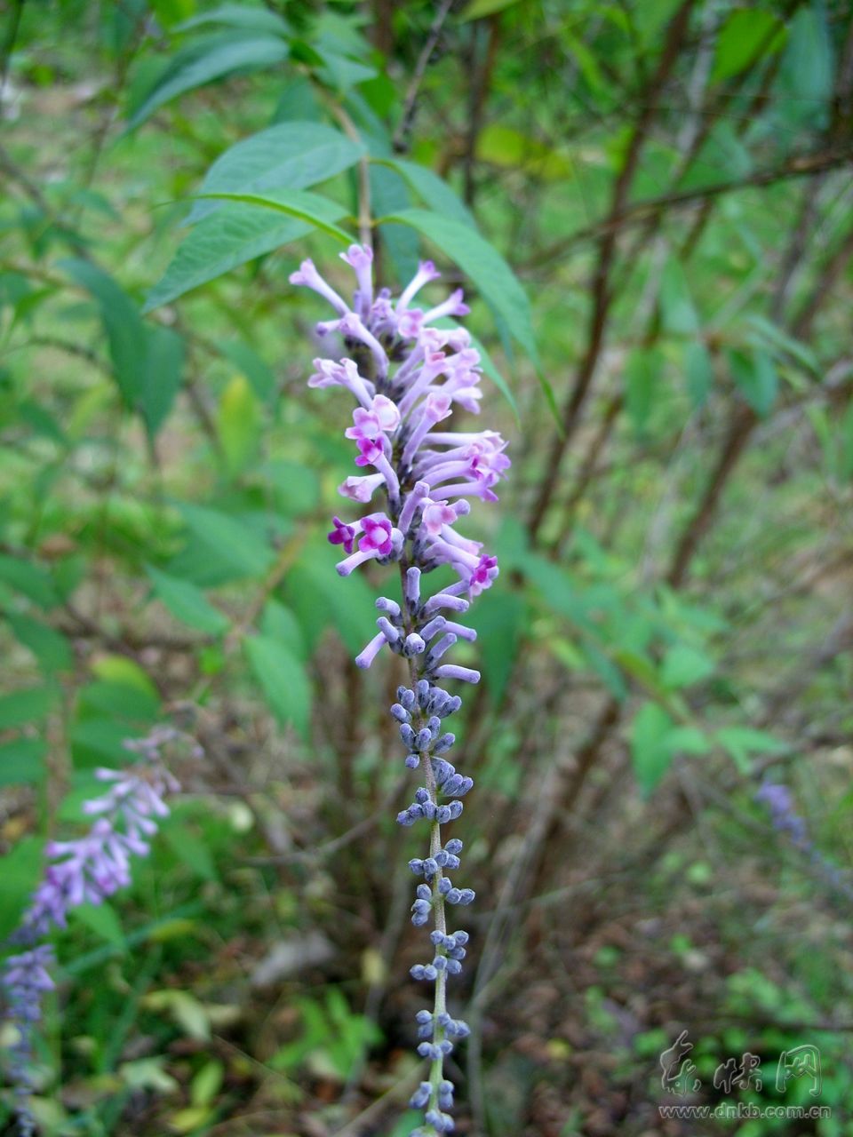 w. smith)是醉鱼草属 灌木的一种.