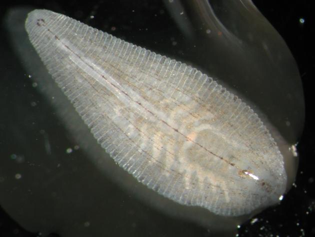  p>多突舌蛭,拉丁学名 i>glossiphonia multipapillata. /i> /p>