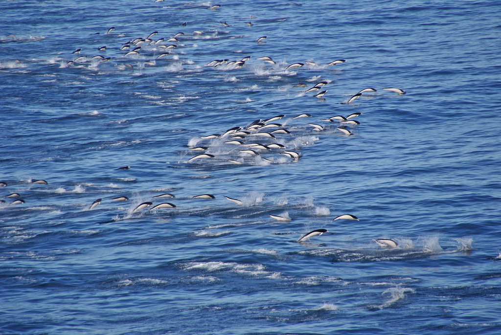  p>南露脊海豚(学名: i>lissodelphis peronii /i>) a target="_blank