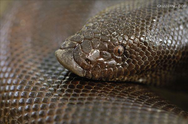 小型到中等大小的无毒蛇类,卵胎生,本属已知11种,分布于亚洲沙漠地区