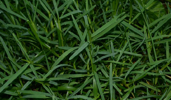  p data-id="gnx0feu2o1">钝叶草属(学名:st