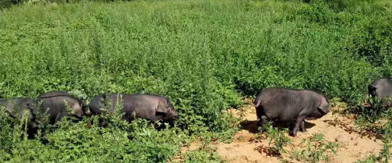 5856245">威宁 /a>, a target="_blank" href="/item/赫章县/5883476"