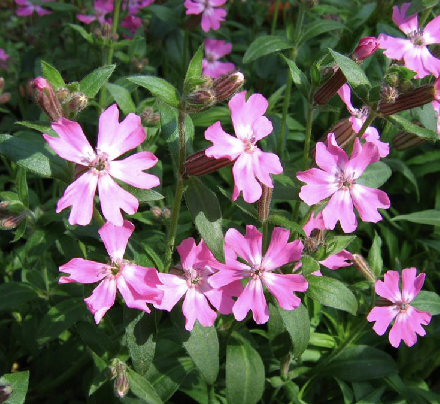  p>大蔓樱草(学名: i>silene pendula /i> l.)是石竹科蝇子草属植物.