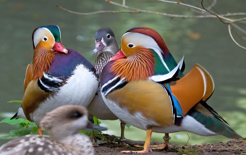  p>鸳鸯(学名: i>aix galericulata /i>):鸳指 a target="_blank"