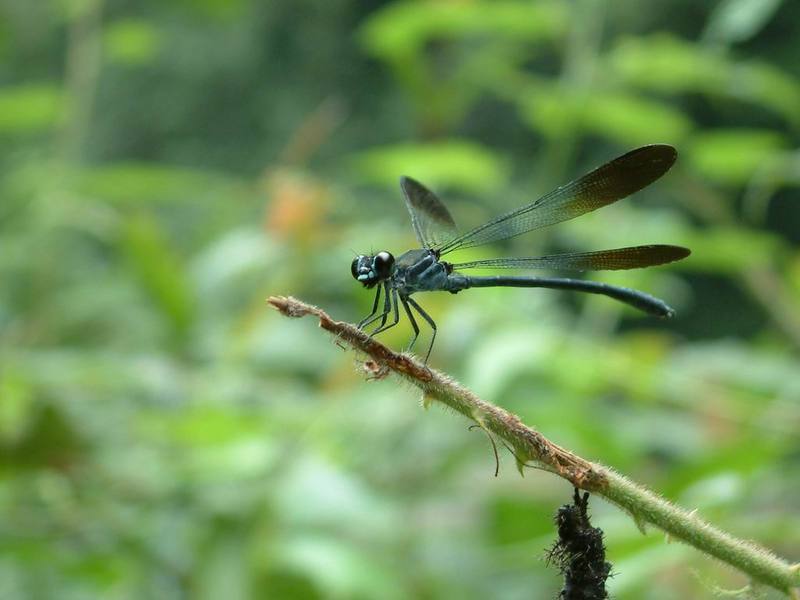 Insecta Matsumurana 59～68号 北海道大学農学部昆虫体系学教室
