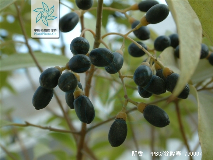  p>阴香(学名: i>cinnamomum burmannii  /i>(nees et t.