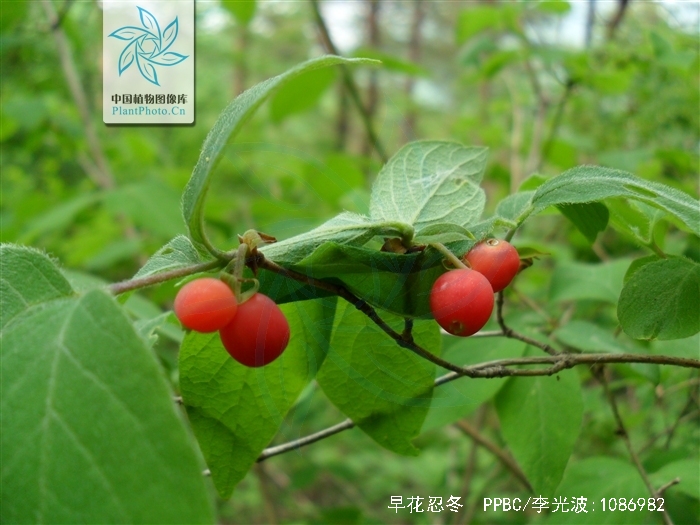  p>早花忍冬(学名: i>lonicera praeflorens  /i>batal.