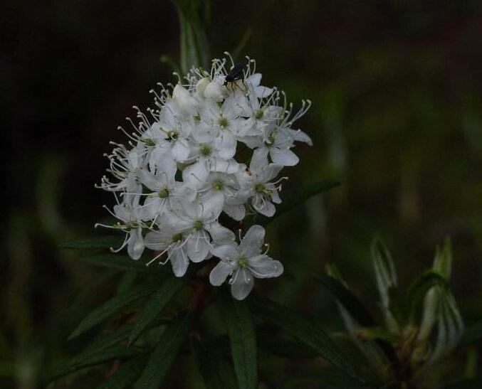 decunbens ait),杜鹃花科,杜香属,变种与原变种的区别在于植株更矮小