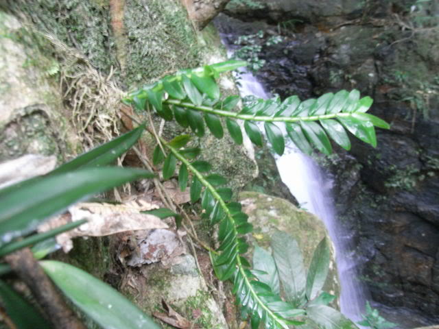 micrantha lindl. ,台湾牛齿兰a.