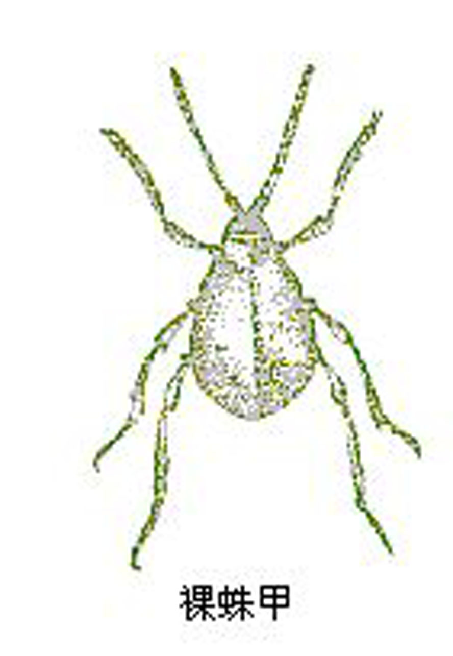 拟裸蛛甲