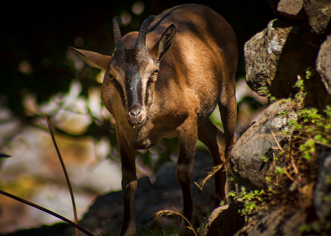 aegagrus /i>):是一种野生的 a target="_blank" href="/item/山羊