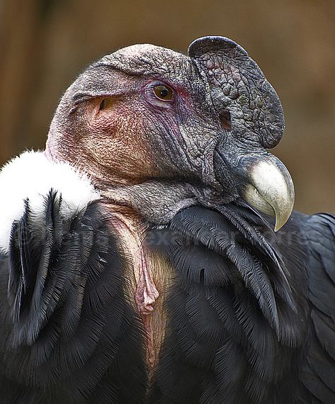  p>安第斯神鹫(学名: i>vultur gryphus /i>):又叫康多兀鹫,也有人叫