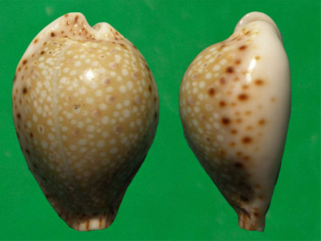  p>拉马克宝螺(学名:erosaria lamarckii lamarckii)是腹足纲宝螺科的