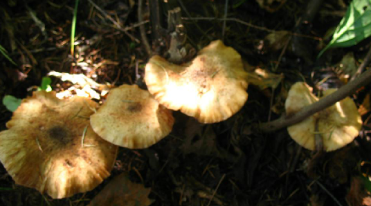 亮菌（中药）_百度百科