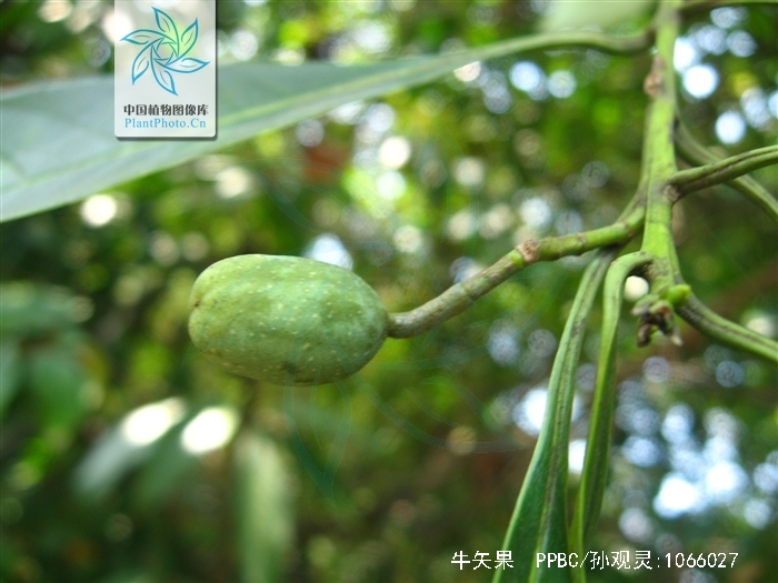 osmanthus matsumuranus hayata