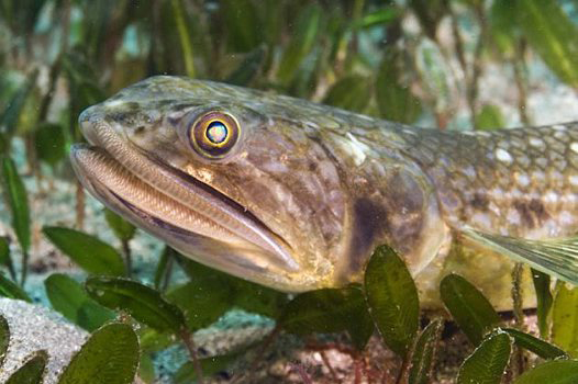  p>花斑蛇鲻(学名: i>saurida undosquamis /i>)是狗母鱼科,蛇鲻属的