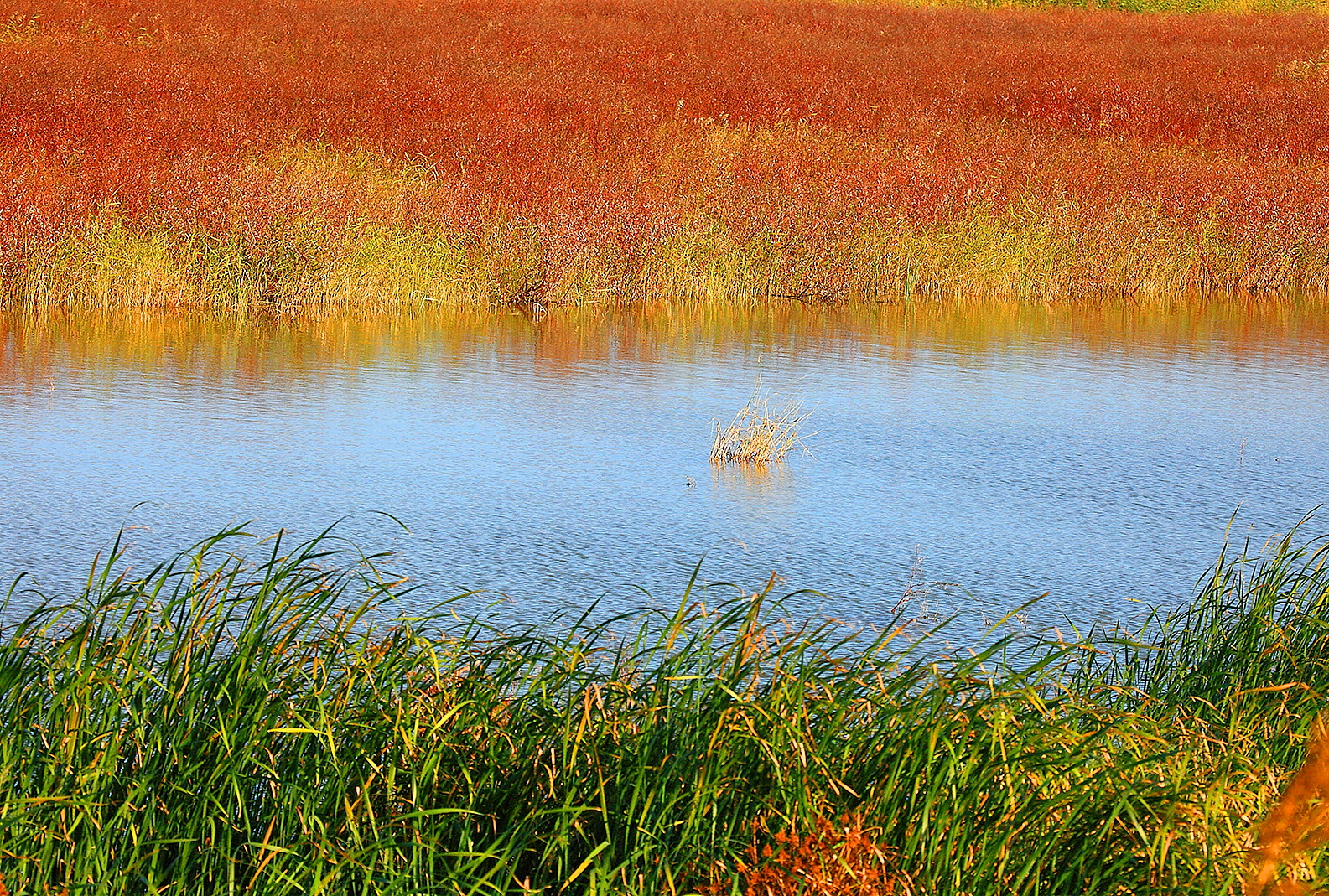 data-lemmaid="5096789">盐城市 /a>,主要由潮间带滩涂和其他滨海湿地