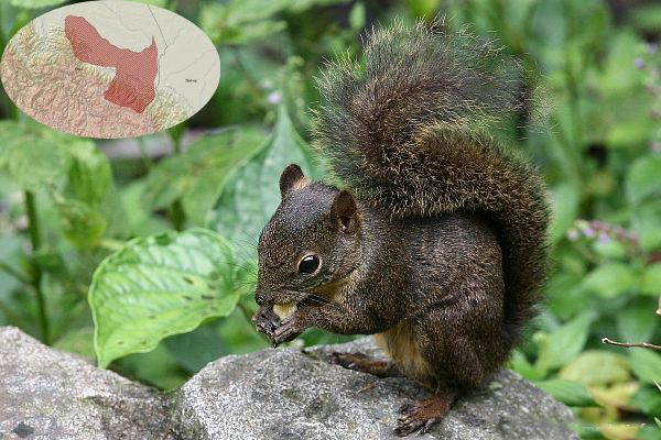  p>桑伯恩松鼠特征是体型小,臼齿(包括前臼齿)在颌的两侧各为5/4﹐上