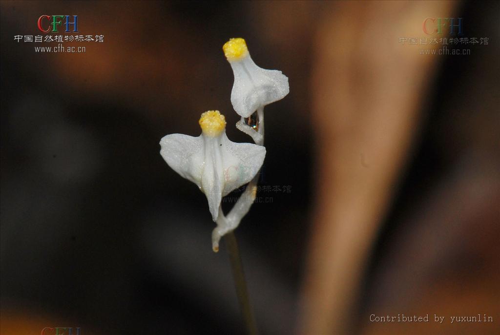  p> b>宽翅水玉簪 /b>(学名: i>burmannia nepalensis /i>)是水玉簪科