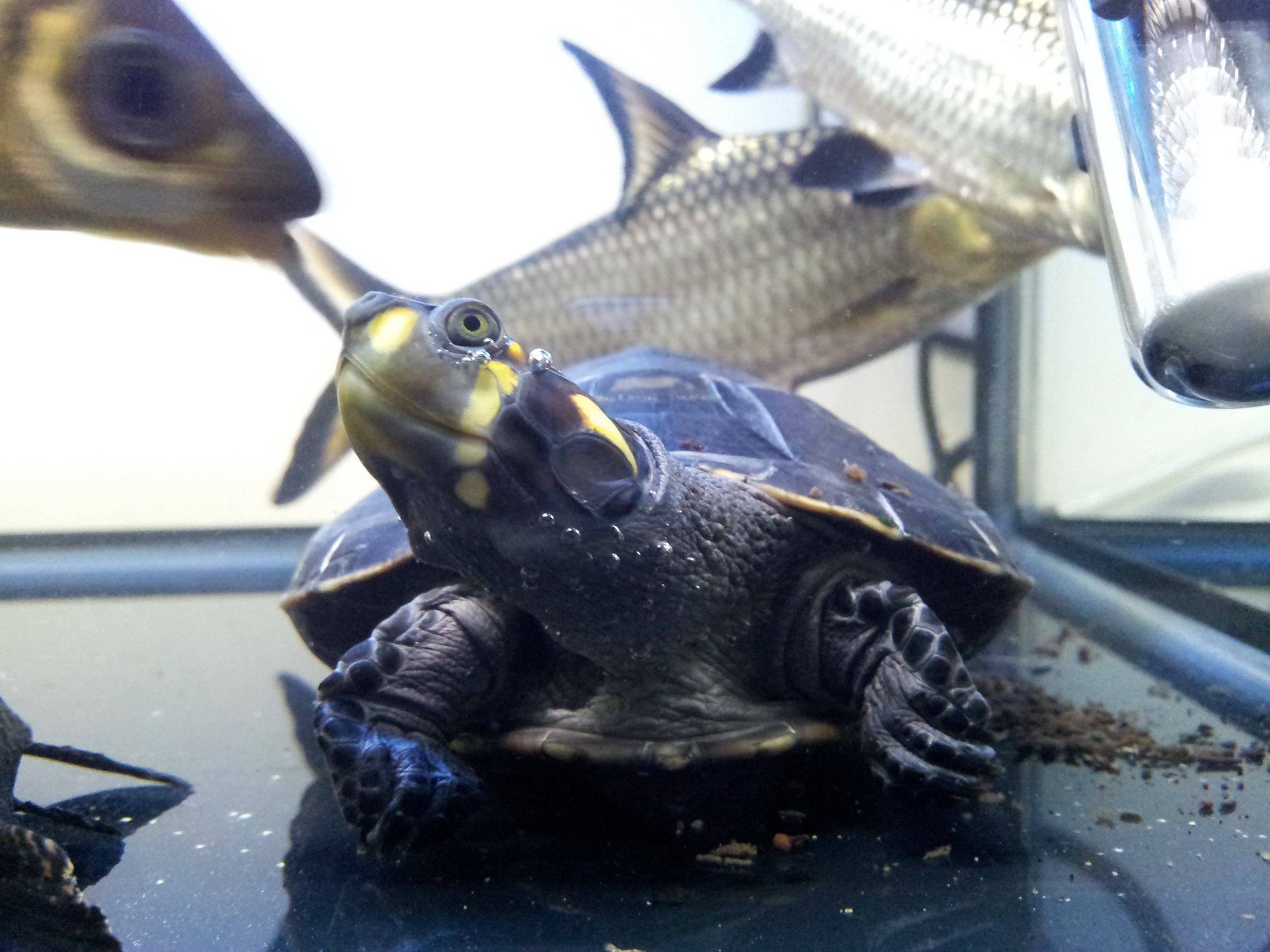 颈龟(学名: i>podocnemis unifilis /i>)是侧颈龟科,南美侧颈龟属动物