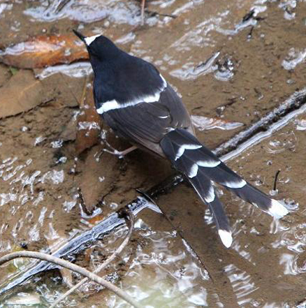  p>白额燕尾(学名: i>enicurus leschenaulti /i>)是鹟科,燕尾属中型