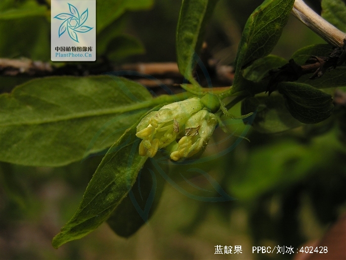 p>蓝靛果(学名: i>lonicera caerulea /i> l. var.