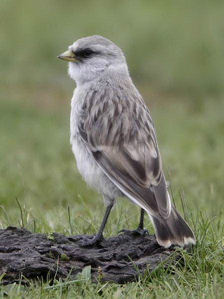  p>白腰雪雀(学名: i>montifringilla taczanowskii /i>)小型鸟类,体