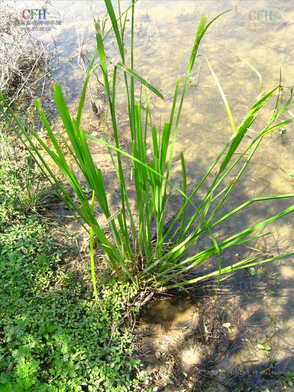  p>垂穗薹草(拉丁学名:carex brachyathera ohwi),为 a href="#">莎草