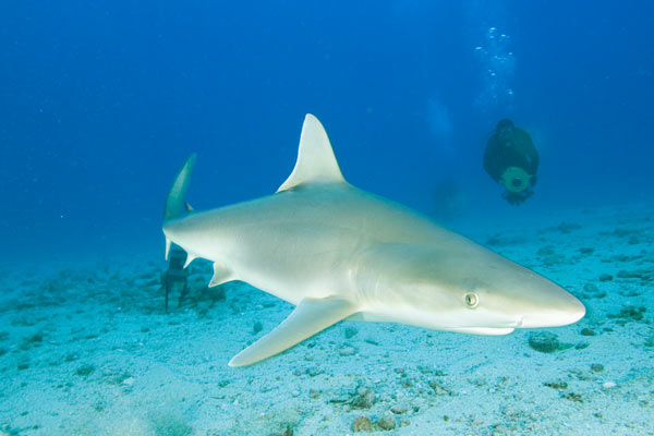 carcharhinus acronotus