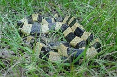  p>金环蛇bungarusfasciatus全长1200～1800 mm,具前沟牙的毒蛇.