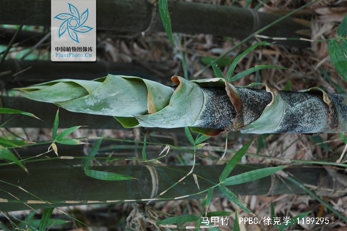  p>马甲竹,为禾本科竹类植物.