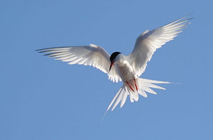  p>粉红燕鸥(学名: i>sterna dougallii  /i>):是鸻形目,燕鸥科,燕鸥