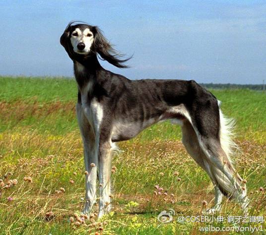 细狗（犬科犬亚科犬属动物）_百度百科