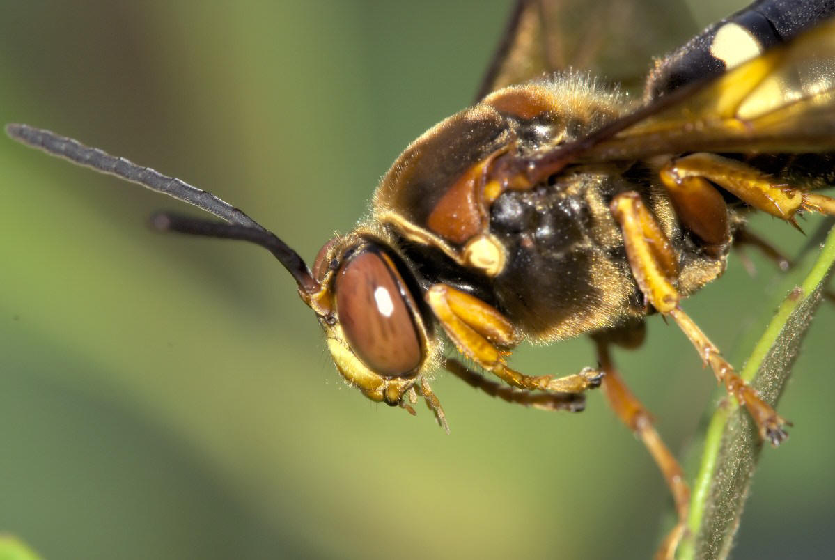  p>膜翅目(hymenoptera)泥蜂科(sphecidae) a target="_blank" href="