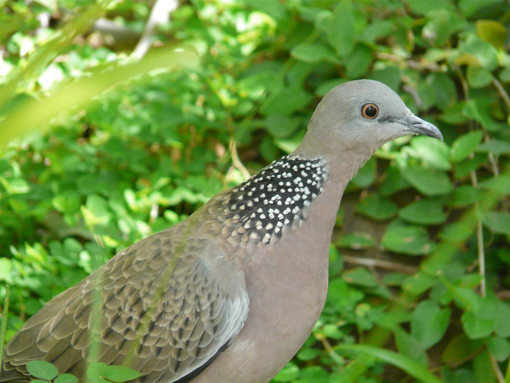  p>珠颈斑鸠,又名鸪雕,鸪鸟,中斑,花斑鸠,花脖斑鸠,珍珠鸠,斑颈鸠,珠