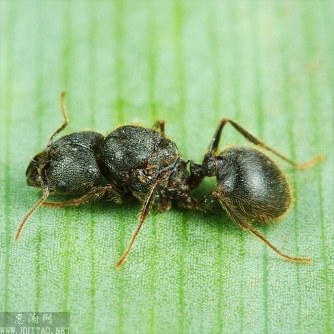  p>罗夫顿大头蚁主要分布于我国广西,云南等热带和亚热带地区.