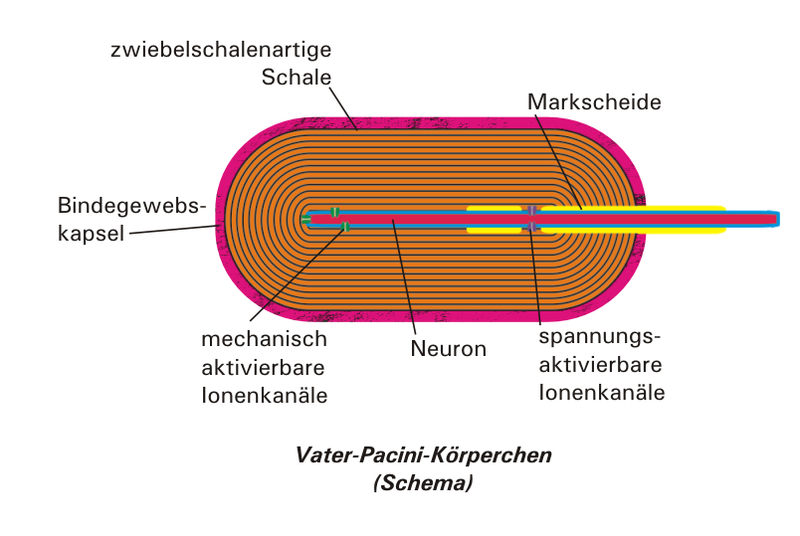  p>帕西尼安小球(pacinian corpuscle),也称帕西尼氏小球,由意大利