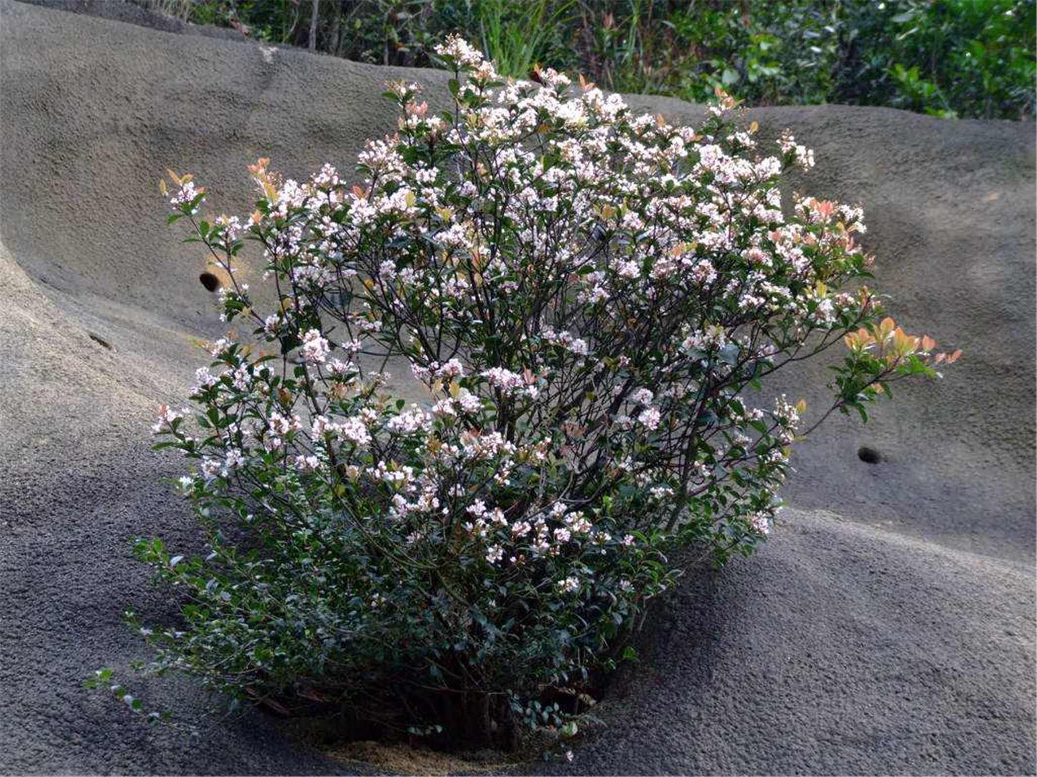 raphiolepis umbellata