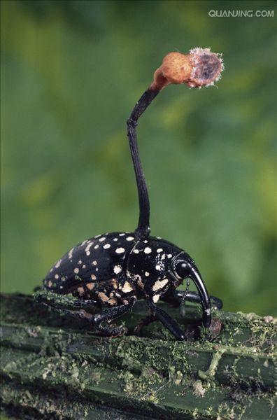 科( i>curculionidae;true weevils /i>或snout beetle)昆虫的简称