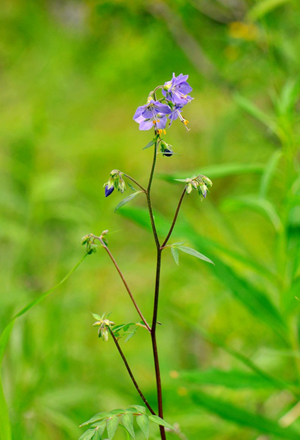  p>长叶百蕊草〔学名: i>thesium longifolium /i> turcz.